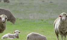 WA producers are reducing their flocks significantly, according to analysts and producer survey results.