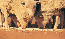  Good nutrition and finishing are said to be critical for producing lambs with superior eating quality. 