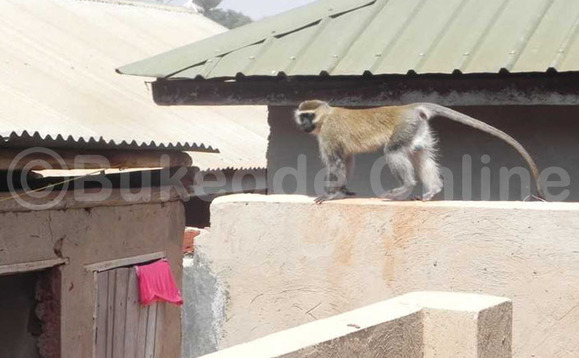 Enkima ng'eri ku nnyumba y'omutuuze e Nabweru Enkima ng'eri ku nnyumba y'omutuuze e Nabweru