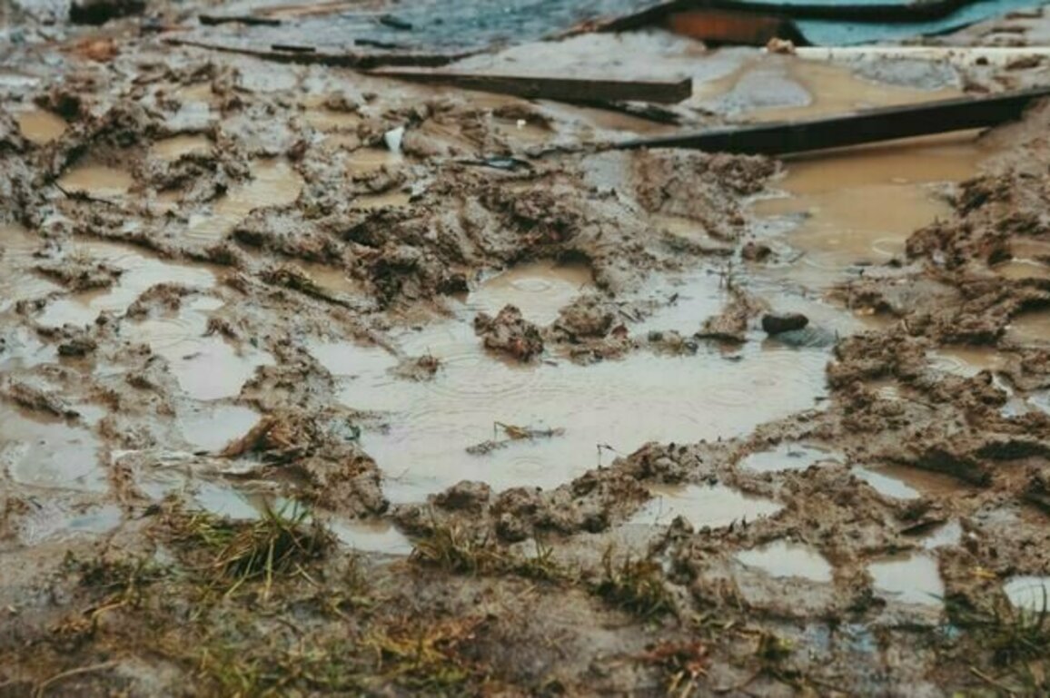 There's an outbreak of melioidosis in north Queensland. Here's what to know about this deadly 'mud bug'