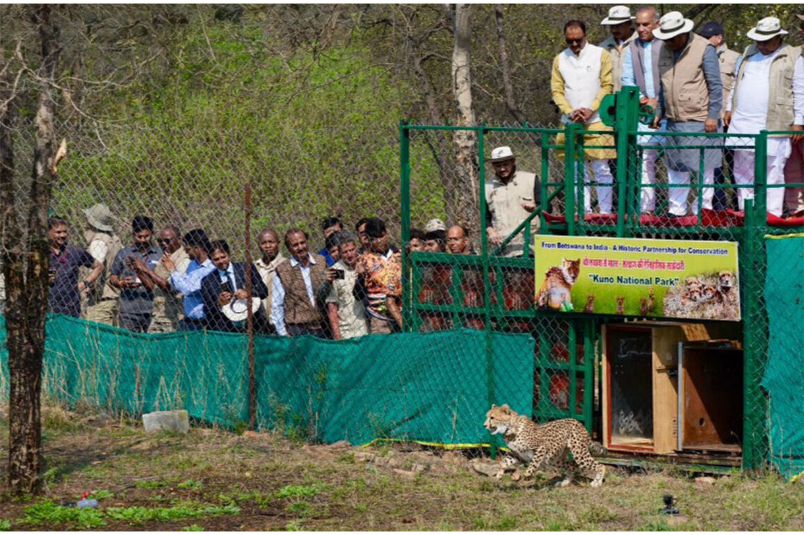 Union Environment Minister Bhupender Yadav welcomes 9 Cheetahs from Botswana, at Kuno National Park in Madhya Pradesh