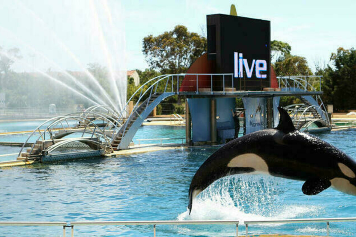 Worry for orcas in French marine park spikes after video