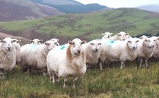 New project hopes to put Welsh wool on the map