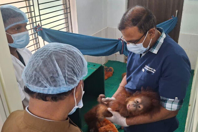 Odisha: All 5 rescued baby orangutans at Nandankanan Zoo stable, feed intake normal