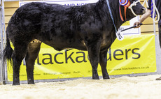 Strong demand for commercial calves at Thainstone Spectacular