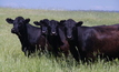  Cattle cohort offers $510m in the hope of putting an end to its decade long class action. Photo Pamela Lawson.