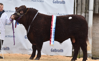 Stirling Bull Sales: Salers realise 16,000gns and Luings peak at 20,000gns