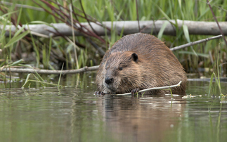 Defra unveils £90m support for England's rare birds, beavers and butterflies