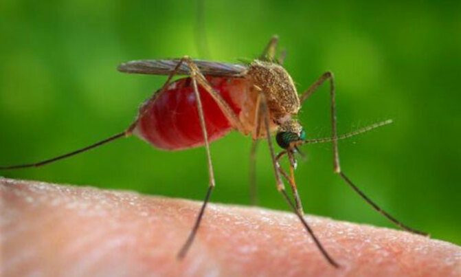 Vision Group joins malaria fight Vision Group joins malaria fight