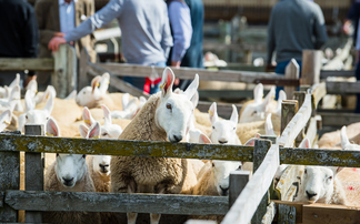 Livestock sales cancelled as UK extreme heat warning issued