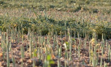  Crop waste such as canola stalks could be used to filter wastewater. Picture Mark Saunders 