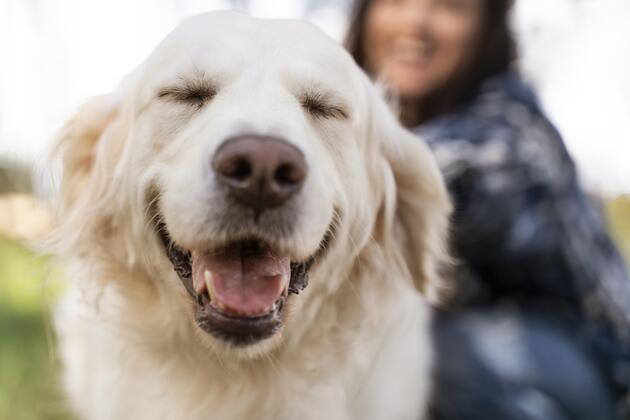 Dogsy.ie – Ireland's Trusted Platform to Find Puppies and Dogs for Sale