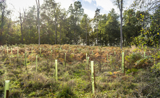 More than 10 million trees planted across North of England
