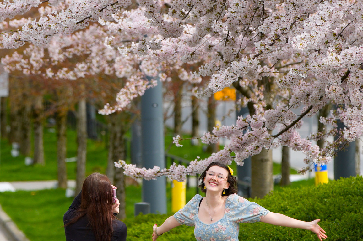CANADA-VANCOUVER-CHERRY BLOSSOM