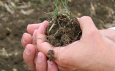 How to manage high black-grass dormancy