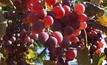 We've been shafted, says table grapes industry