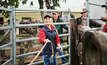  Western Sydney University runs a program where students learn about cattle care and management. Picture courtesy WSU.