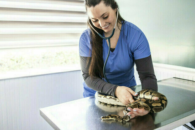 Python rescued from electric fence in South Africa (PHOTOS, VIDEO)