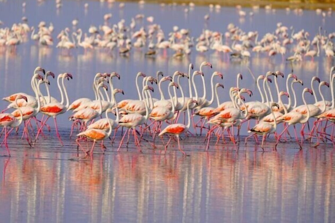 As bulldozers roll, 'flamingo revolution' erupts in Albania against Kushner-Trump luxury resort