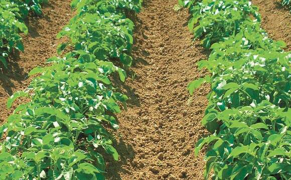June holds key to success of potato crop
