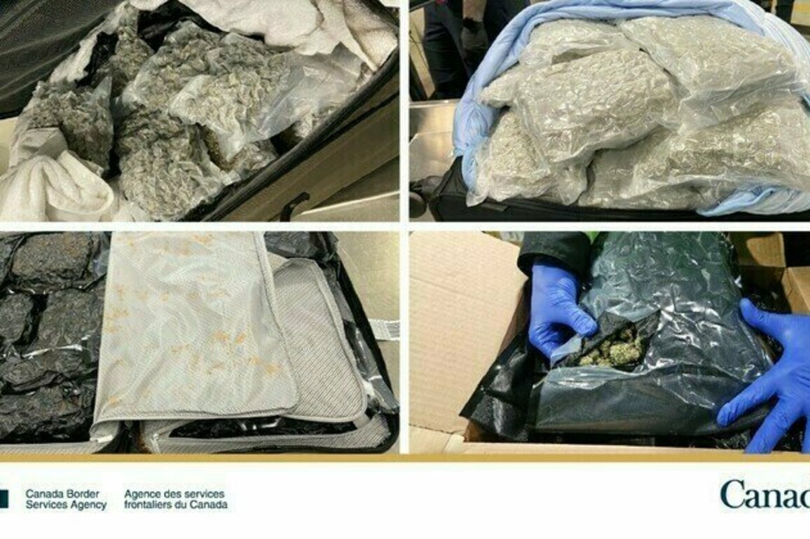 CBSA officers at Calgary International Airport and Commercial operations seize 160 kg of cannabis, worth over $1.2 million, in a year