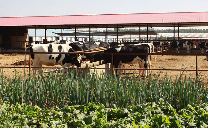 Global Ag View: Chinese dairy demand threatened by Covid-19