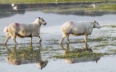 Scottish woodland worth 100m in flood defence