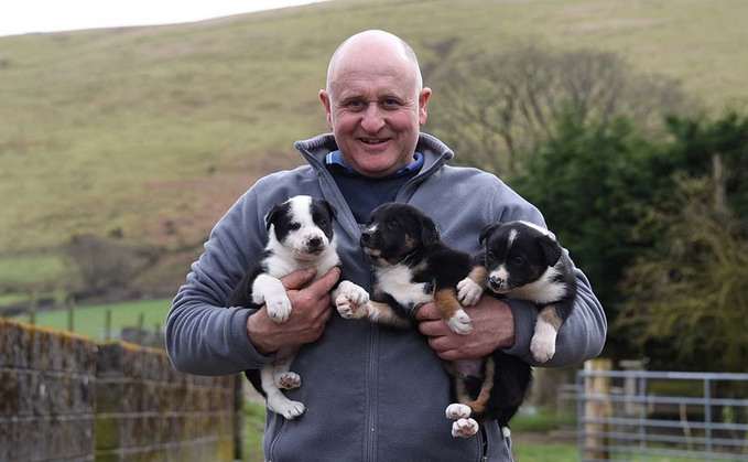 Local provenance helps Welsh upland farmer thrive