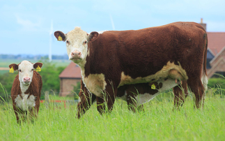 Pregnancy scanning suckler cows: a practical tool that can pay its way 