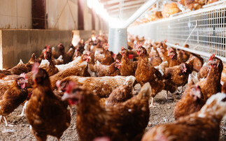Iran war: poultry sector issues fears over animal medicines and nutrients