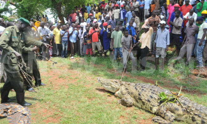 Six-man-killer crocodile captured in Jinja Six-man-killer crocodile captured in Jinja