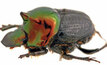 Dung beetles developed to manage manure