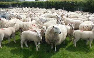 RamCompare progeny project seeks new commercial sheep flocks