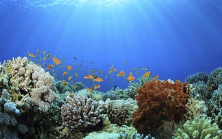 The Nature Conservancy debuts new Hawaii coral reef insurance plan