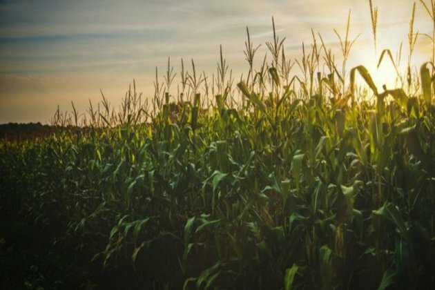 Gene that regulates root growth angle in corn found