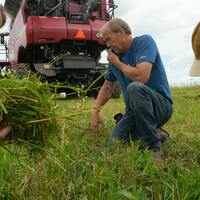 Counterpoint- Winter camelina holds promise for Minnesota farmers, environment and citizens