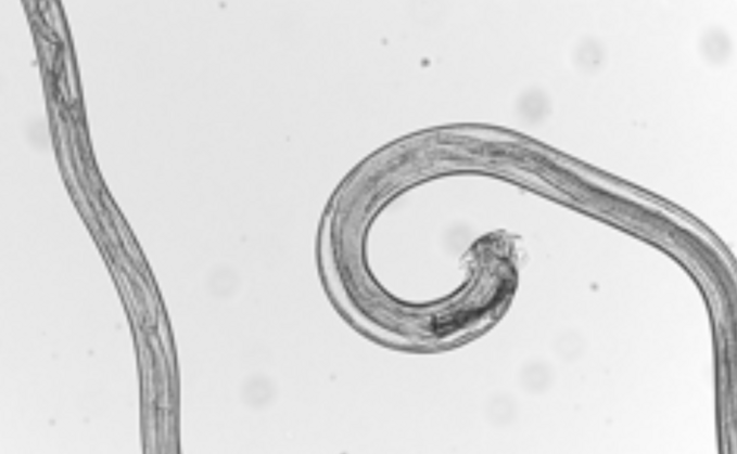 Roundworm hotsell treatment cost