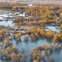 Defying all odds, "Desert Poplar Spirit" works green miracles in Taklimakan