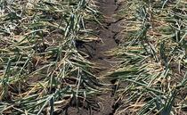 'Most challenging season ever encountered' by onion sector