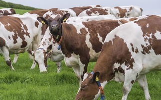 Be precise with spring dairy diets