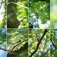 GLOBALink | Asian paradise flycatcher draws tourists to Huangshan for birdwatching boom