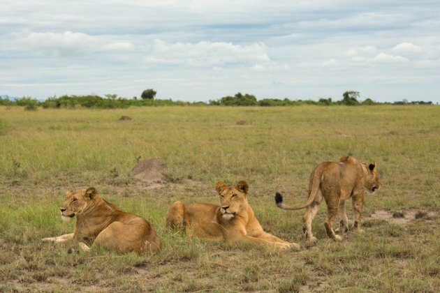 COVID-19, Africa&#039;s conservation and trophy hunting dilemma