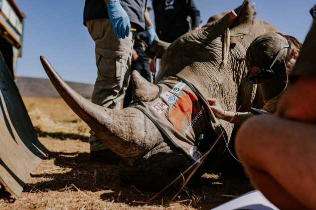 SOUTH AFRICA-LIMPOPO-RHINO-RADIOISOTOPE-PROTECTION