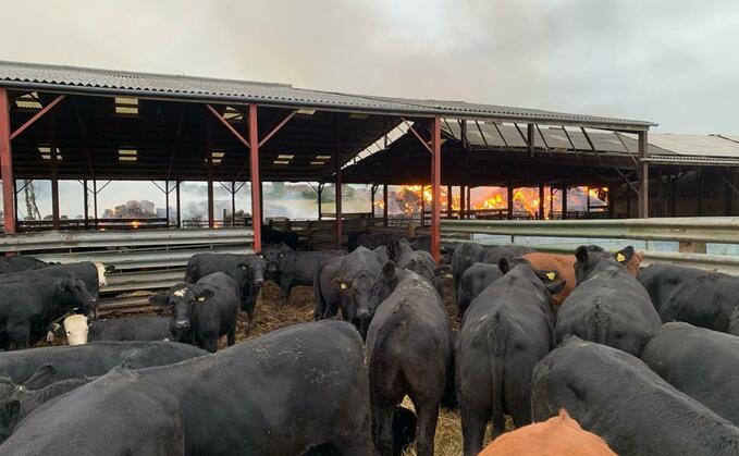The cattle were rescued from a fire with the assistance of firefighters and the farmer in the village of Sellidge in Kent (Kent Fire and Rescue Service)