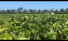  A new variety of mungbean called OPAL-AU offers good disease resistance. Picture courtesy QLD DAF.