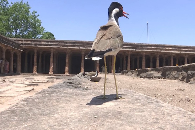 Ancient architecture meets nature as rare red-wattled Lapwing spotted hatching at Bhojshala complex