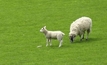 Use National Sheep Health Statement to minimise biosecurity risks
