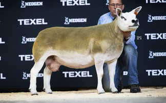 Cowal flock claims supreme at Textravaganza