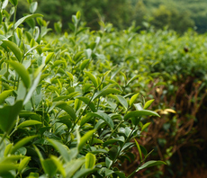 Climate-resilient tea: Lipton Teas and Infusions kicks off Kenya field trials