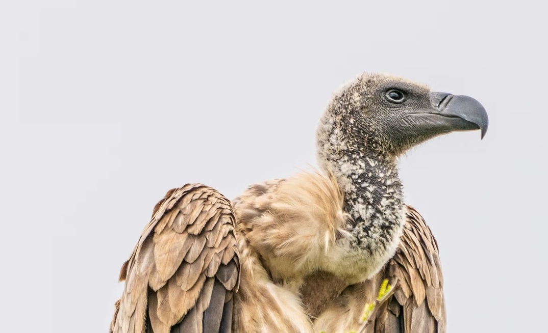 Cashed-up Danakali warns of 'vultures' preying on shareholders